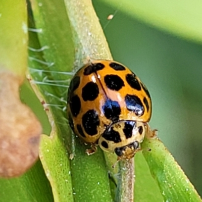 Harmonia conformis (Common Spotted Ladybird) at Nambucca Heads, NSW - 28 Dec 2022 by trevorpreston