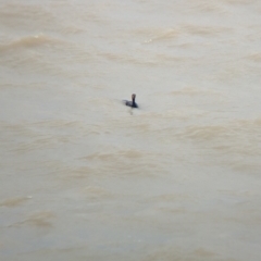 Phalacrocorax carbo (Great Cormorant) at Menindee, NSW - 28 Dec 2022 by Darcy