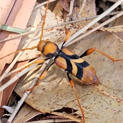 Aridaeus thoracicus (Tiger Longicorn Beetle) at Nambucca Heads, NSW - 28 Dec 2022 by trevorpreston