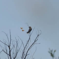 Artamus cyanopterus cyanopterus (Dusky Woodswallow) at Calwell, ACT - 28 Dec 2022 by RAllen