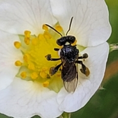 Unidentified Bee (Hymenoptera, Apiformes) at Nambucca Heads, NSW - 27 Dec 2022 by trevorpreston