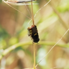Odontomyia hunteri (Soldier fly) at Tuggeranong Hill - 28 Dec 2022 by RAllen
