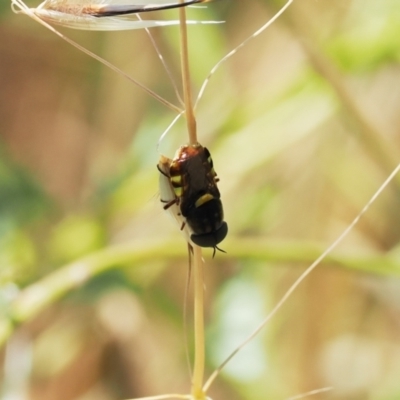 Odontomyia hunteri (Soldier fly) at Tuggeranong Hill - 28 Dec 2022 by RAllen
