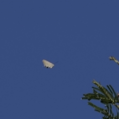 Jalmenus ictinus (Stencilled Hairstreak) at Tuggeranong Hill - 28 Dec 2022 by RAllen