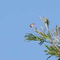 Jalmenus ictinus at Calwell, ACT - 28 Dec 2022