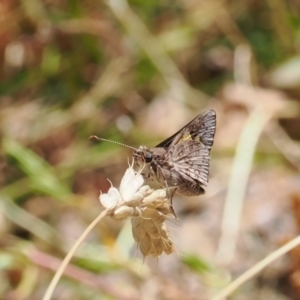 Trapezites phigalioides at Theodore, ACT - 28 Dec 2022 01:07 PM