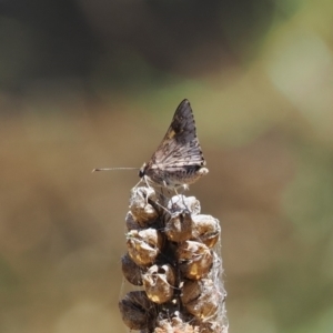 Trapezites phigalioides at Theodore, ACT - 28 Dec 2022