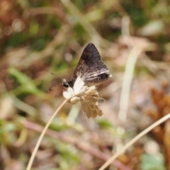 Trapezites phigalioides at Theodore, ACT - 28 Dec 2022