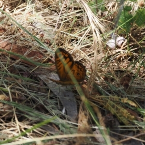 Geitoneura acantha at Theodore, ACT - 28 Dec 2022