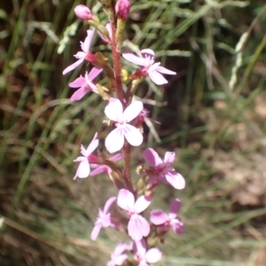 Stylidium armeria subsp. armeria at Cotter River, ACT - 28 Dec 2022 11:26 AM