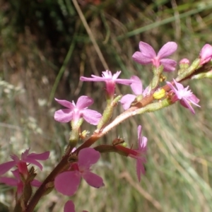 Stylidium armeria subsp. armeria at Cotter River, ACT - 28 Dec 2022 11:26 AM