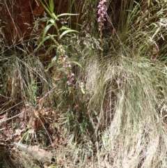 Stylidium armeria subsp. armeria at Cotter River, ACT - 28 Dec 2022 11:26 AM