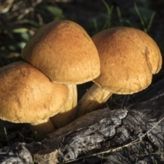 Gymnopilus junonius (Spectacular Rustgill) at Higgins, ACT - 15 May 2022 by AlisonMilton