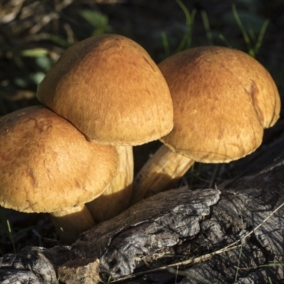 Gymnopilus junonius (Spectacular Rustgill) at Higgins, ACT - 16 May 2022 by AlisonMilton