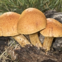 Gymnopilus junonius at Higgins, ACT - 16 May 2022