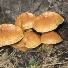 Gymnopilus junonius at Higgins, ACT - 16 May 2022