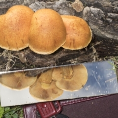 Gymnopilus junonius at Higgins, ACT - 16 May 2022