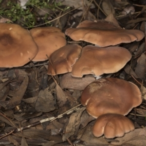 zz agaric (stem; gills white/cream) at Higgins, ACT - 16 May 2022 09:18 AM