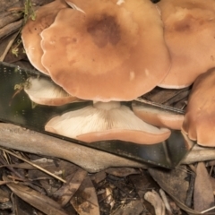 zz agaric (stem; gills white/cream) at Higgins, ACT - 16 May 2022