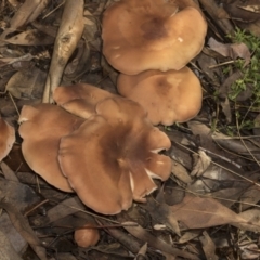 zz agaric (stem; gills white/cream) at Higgins, ACT - 16 May 2022 09:18 AM