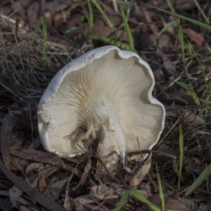 zz agaric (stem; gills white/cream) at Higgins, ACT - 16 May 2022 09:23 AM