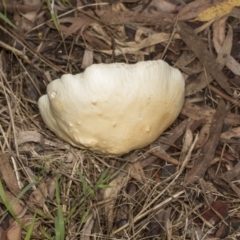 zz agaric (stem; gills white/cream) at Higgins, ACT - 16 May 2022 09:23 AM