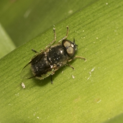 Odontomyia sp. (genus) (A soldier fly) at Higgins, ACT - 1 Dec 2022 by AlisonMilton