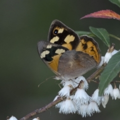 Heteronympha merope (Common Brown Butterfly) at Penrose, NSW - 28 Dec 2022 by Aussiegall