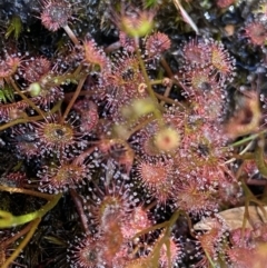 Drosera peltata (Shield Sundew) at Scabby Range Nature Reserve - 20 Dec 2022 by Ned_Johnston