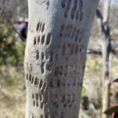 Eucalyptus pauciflora subsp. pauciflora (White Sally, Snow Gum) at Yaouk, NSW - 20 Dec 2022 by Ned_Johnston