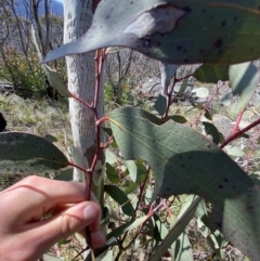 Eucalyptus pauciflora subsp. pauciflora at Yaouk, NSW - 20 Dec 2022