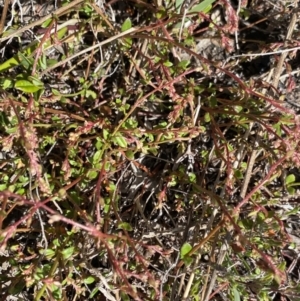 Gonocarpus micranthus at Yaouk, NSW - 20 Dec 2022