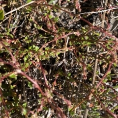 Gonocarpus micranthus at Yaouk, NSW - 20 Dec 2022