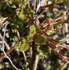 Gonocarpus micranthus at Yaouk, NSW - 20 Dec 2022