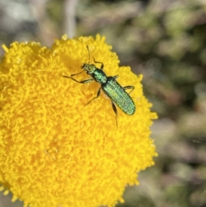 Eleale aspera at Yaouk, NSW - 20 Dec 2022