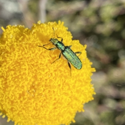 Eleale aspera (Clerid beetle) at Scabby Range Nature Reserve - 20 Dec 2022 by Ned_Johnston