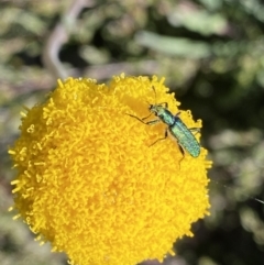 Eleale aspera at Yaouk, NSW - 20 Dec 2022