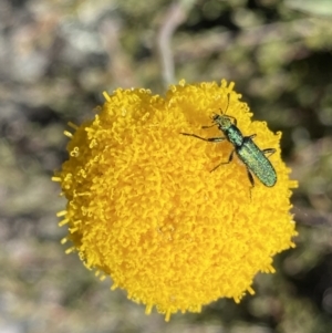 Eleale aspera at Yaouk, NSW - 20 Dec 2022