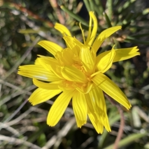 Microseris lanceolata at Rendezvous Creek, ACT - 20 Dec 2022 04:39 PM