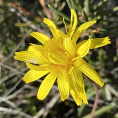 Microseris lanceolata (Yam Daisy) at Namadgi National Park - 20 Dec 2022 by Ned_Johnston