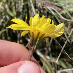 Microseris lanceolata at Rendezvous Creek, ACT - 20 Dec 2022 04:39 PM