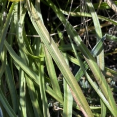 Microseris lanceolata at Rendezvous Creek, ACT - 20 Dec 2022