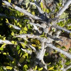 Melicytus angustifolius subsp. divaricatus at Yaouk, NSW - 20 Dec 2022