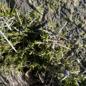 Melicytus angustifolius subsp. divaricatus at Yaouk, NSW - 20 Dec 2022