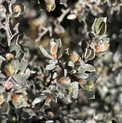 Gaudium namadgiense (Namadgi Tea-tree) at Scabby Range Nature Reserve - 20 Dec 2022 by Ned_Johnston