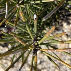 Hakea lissosperma (Needle Bush) at Namadgi National Park - 20 Dec 2022 by Ned_Johnston