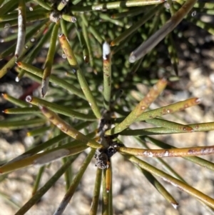 Hakea lissosperma at Rendezvous Creek, ACT - 20 Dec 2022