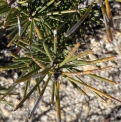 Hakea lissosperma at Rendezvous Creek, ACT - 20 Dec 2022 03:51 PM