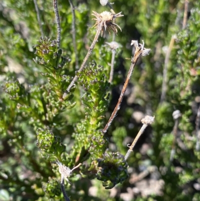 Olearia heloderma (Daisy Bush (Australian National Herbarium)) at Namadgi National Park - 20 Dec 2022 by NedJohnston