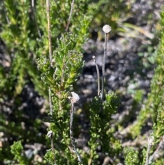 Olearia heloderma at Yaouk, NSW - 20 Dec 2022